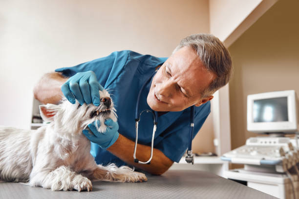 Best Emergency Dental Care for Abscessed Tooth in Georgetown, IN
